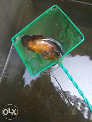 8inch size Oscar fish