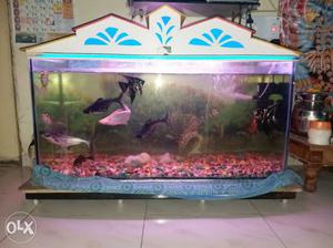 Aquarium with 10 fish and filter