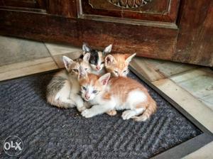 Available cute baby Kittens for free only 3 available
