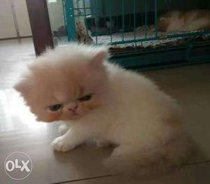 Beautiful heavy Fur Pure Breed Persian Kitten available for