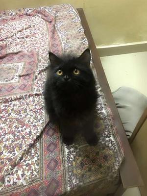 Black Dollface Persian Age: 3month old