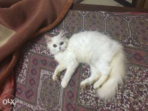 Breed: Write Dollface Persian kitten Age: 2month