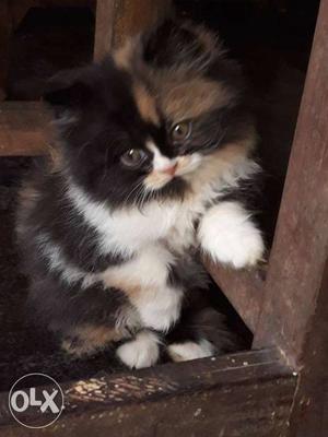 CALICO female Persian Kitten