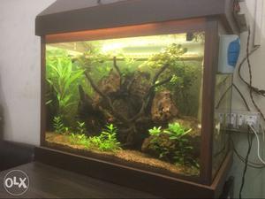 Clear Fish Tank With Brown Frame