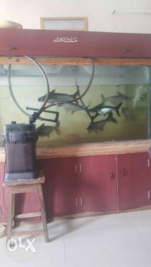 Fish tank size 5.2ft by 3.2ft along with 6 big