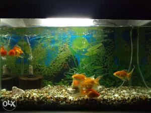 Fish tank with all accesories Width 2ft height 1.25 ft
