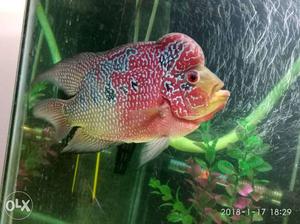 Flowerhorn at very low prise. Very Active and