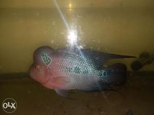 Flowerhorn with big head at low rate