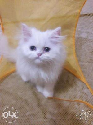 Healthy female persian cat..bathroom trained..one