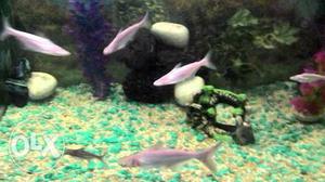 Hi all 7fishes for sale 4inch each 4pinkshark
