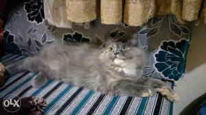 I wnt to sell my pure persian hight breed kitten