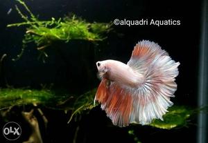 Imported bettas available..