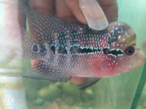 Imported flowerhorn 2.5 inches