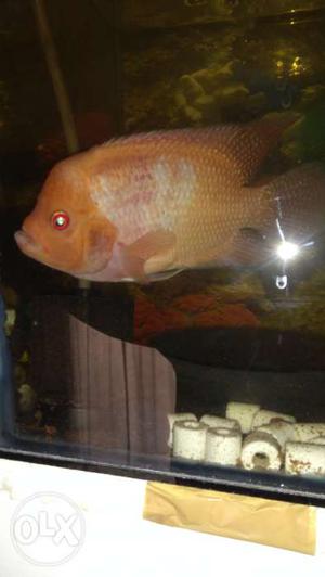 Kml orange base flower horn fish 4 inch in size