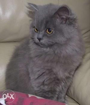 Long-furred Grey Cat