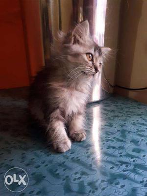 My female kitten persian 3 mnth opd toioet