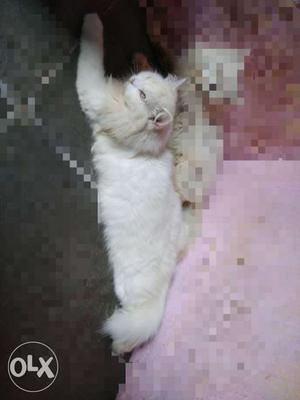Need male Persian cat for matting