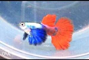 Orange And Blue Guppy Fish