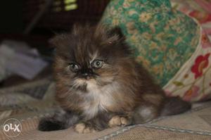 PERSIAN kitten female