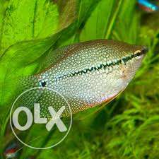 Pearl gourami for sale in Thrissur 1 nos 20 rs