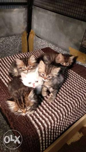 Perisan kittens
