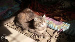 Persian Cat with Siberian Look