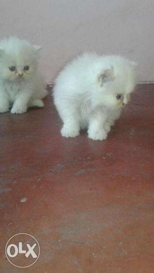 Persian cat female 1 months old very very friendly and