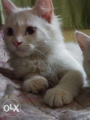 Persian cat, full white, female, 2 months old