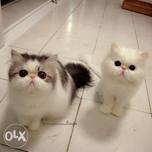 Persian cat male full punch 2 months old