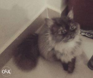 Persian grey cat male for mating