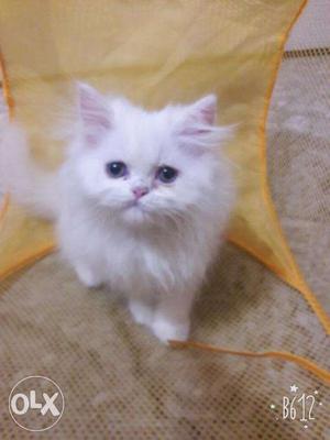 Persian kitten available for sale all face and all Color.