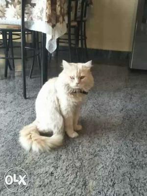 Persian male cat 1 year 7 months