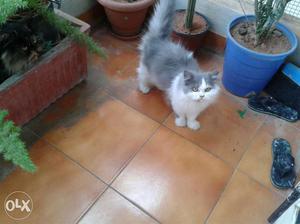 Persian male kitten for sale..