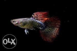 Platinum red mosaic big ear guppy for sale in