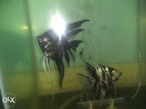 Proven breeding pair angel for more details