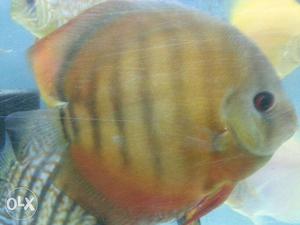 Red Cover/red Torcoise size 6" Plus confirm Female