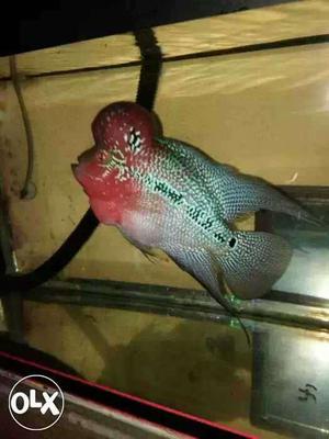 Red dragon flower horn fish. big head. helthy and