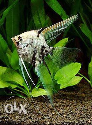 Scardimond angel fish vail tail