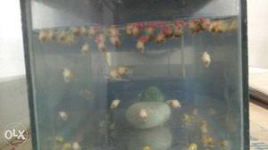 School Of Brown Aquarium Fish