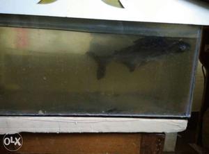 Shark fish for sale. Single one feet long. Very