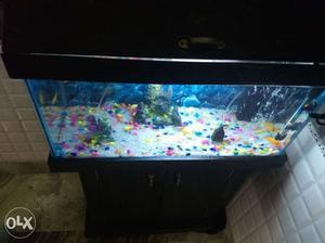 This is new complete aquarium with 6fishes