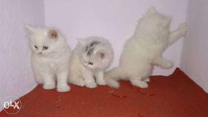 Three Short-fur White Kittens