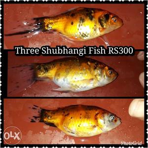 Three Shubhangi Fish Collage