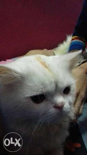Three years old cute male parsian cat