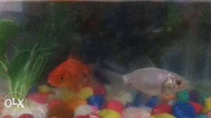 Two Orange And Silver Fishes