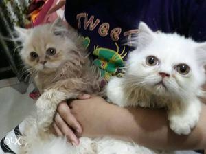 Two White And Brown Persian Cats
