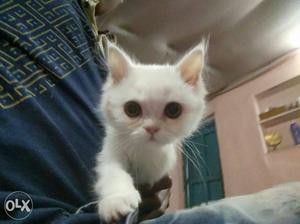 White Persian female cute kitten