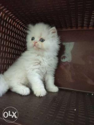 White colour beautiful kittens Available