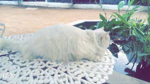 White pearsian cat male for sale