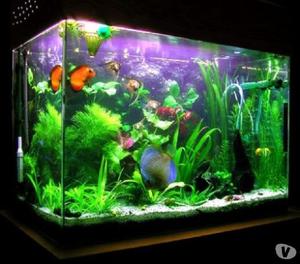 Cleaning Services For Fish Tank